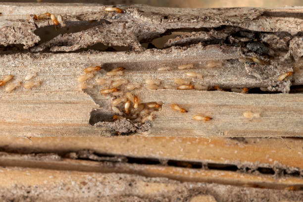 Best Ant Control Services  in Flushing, MI